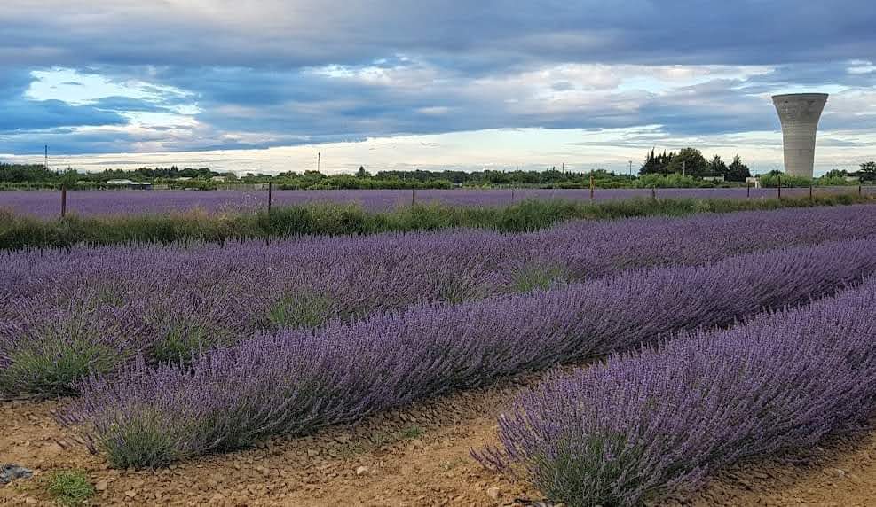 Französische Nachspeisen - - Bekannt ist die Provence für Lavendelfelder und Calissons