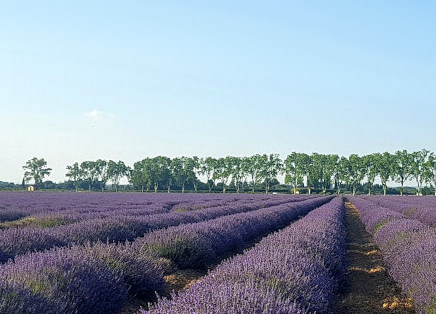 Überall toll duftender Lavendel in der Camargue