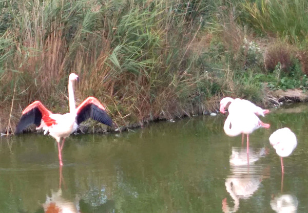 Flamingos gehören zu den tollen Aktivitäten für Kinder in Montpellier