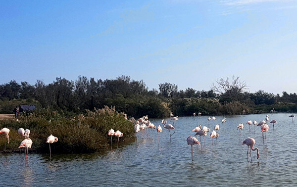 Camping Aimargues - Flamingos in der Camargue