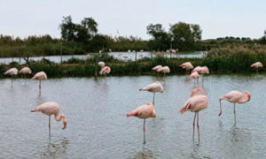 Camping AImargues - Flamingos