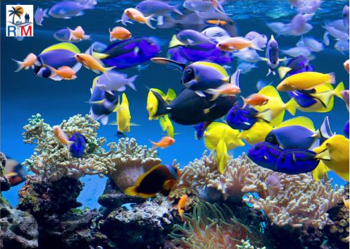Aquarium Montpellier