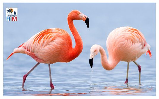 Flamingo Südfrankreich