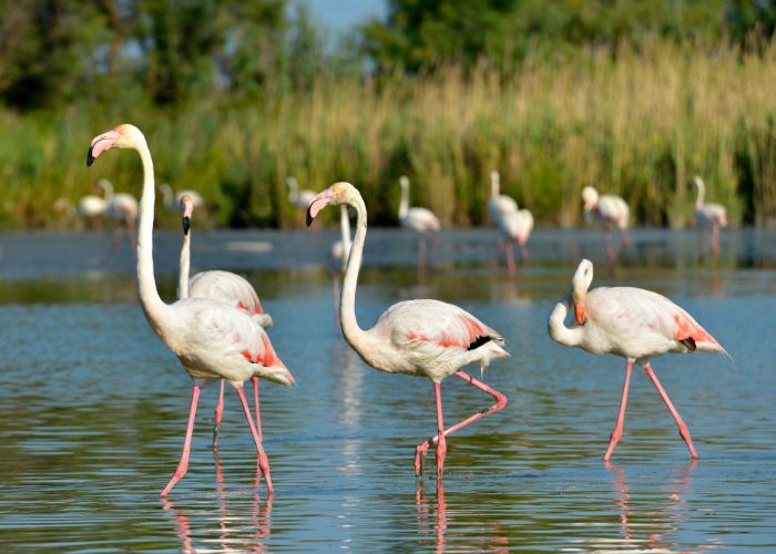 Flamingos in der Camargue - Aimargues