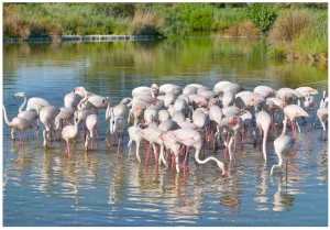 Flamingos Pont de Gau