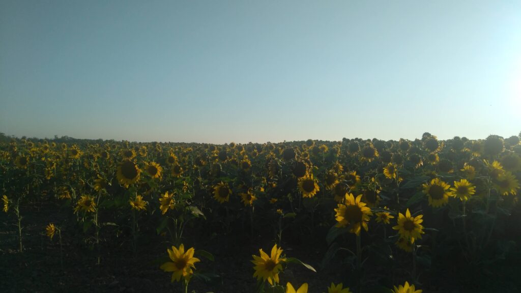 Sonnenblumenfeld bei Lunel