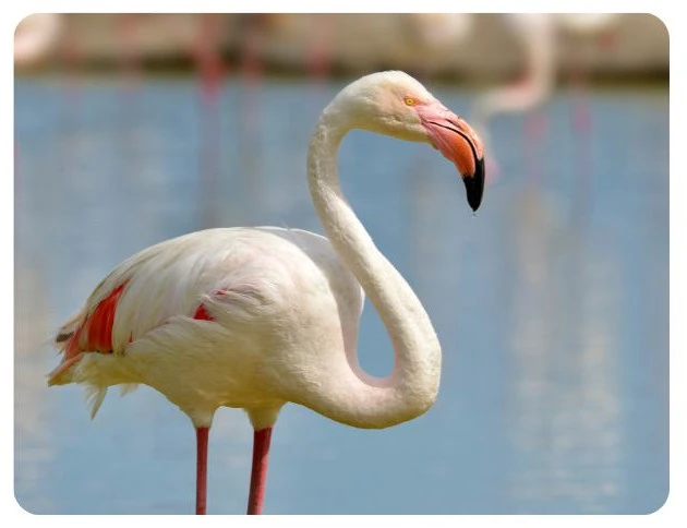 Flamingo in der Camargue – elegant und ganz nah bei einer Safari beobachten