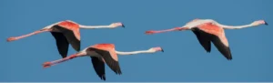 Camargue-Flamingos im Flug