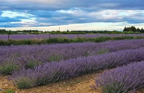 Lavendelfelder gibt es viele in Südfrankreich