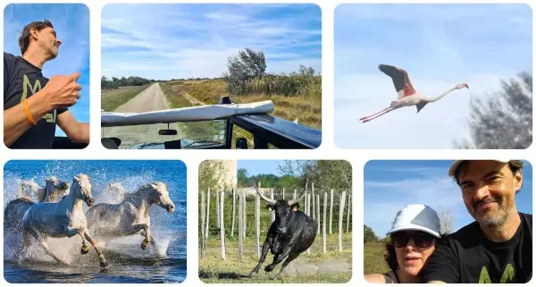 Auf gehts zu einer Camargue Safari ab Arles