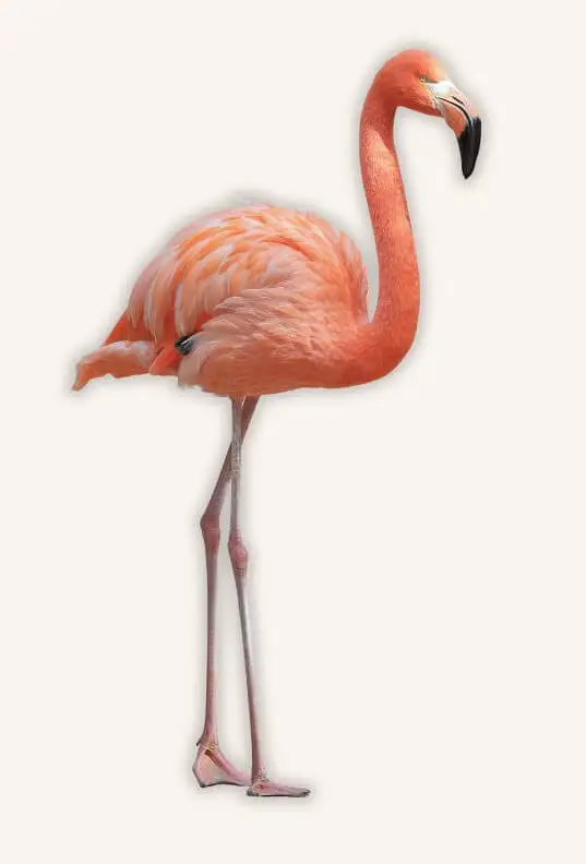 Flamingo - Camargue Safari Tipp