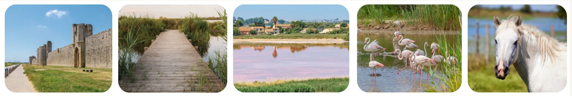 Unvergessliche Camargue-Erlebnisse: Natur, Flamingos, Pferde und Sehenswürdigkeiten