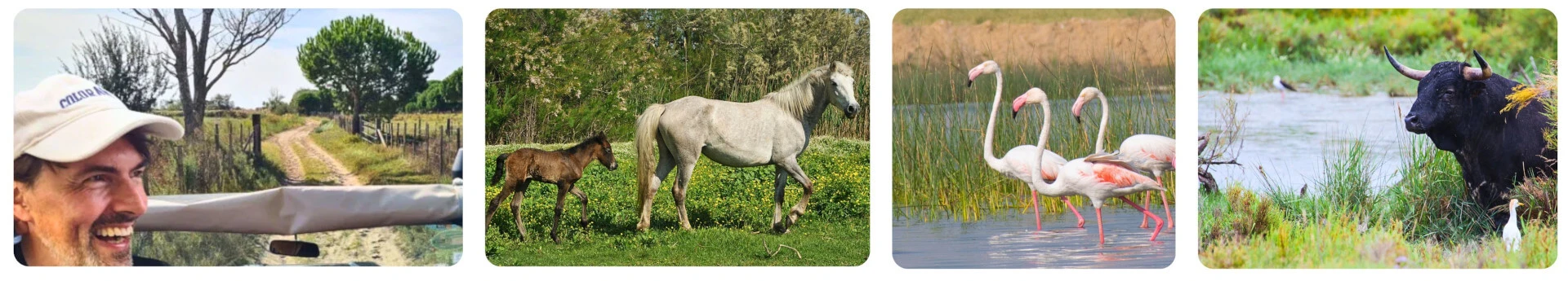 Camargue-Safari ist immer ein tolles Naturerlebnis.