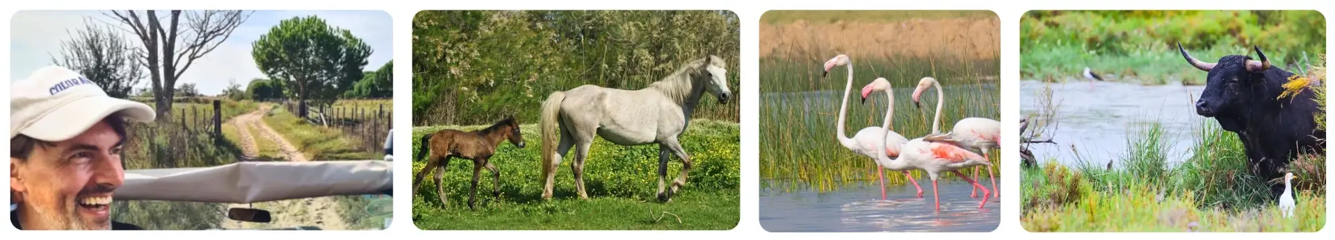 Ein Naturerlebnis: Safari in der Camargue mit Wildtieren und Landschaft