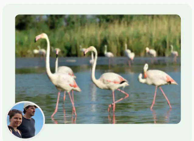Unser Ausflugstipp – Camargue-Safari – Flamingos in der Camargue