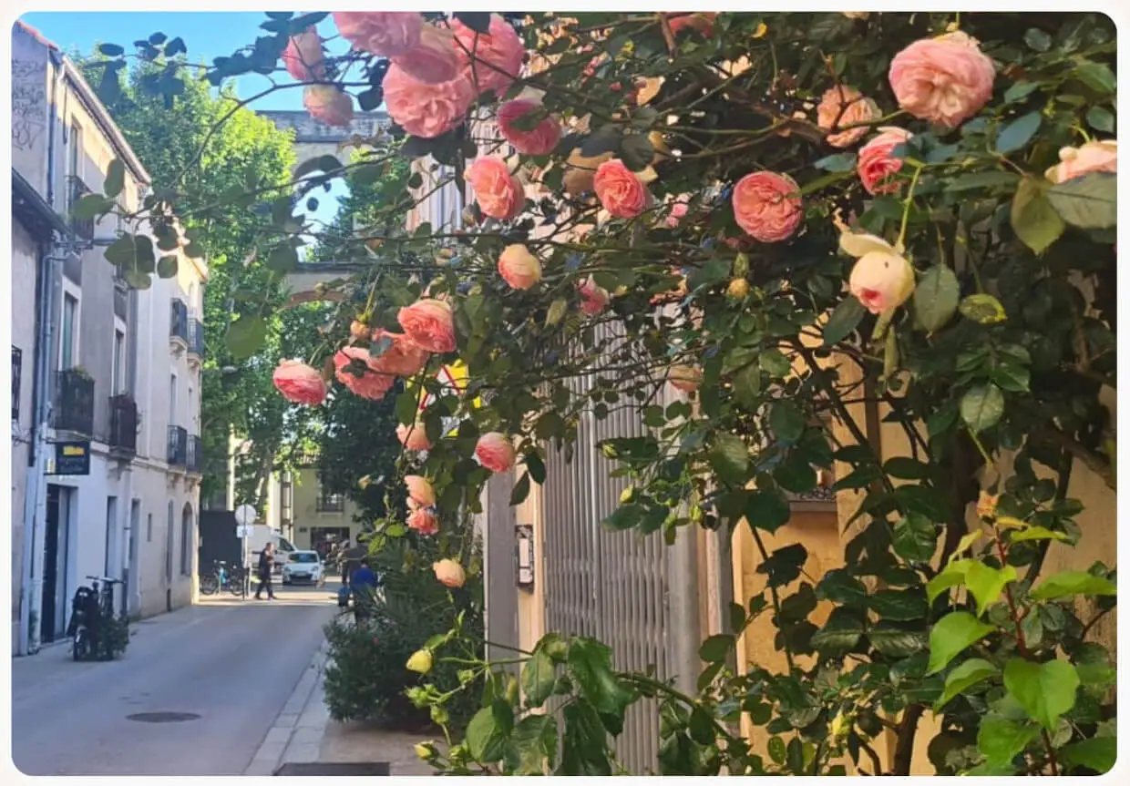 Viel Grün im Stadtviertel Les Arceaux in Montpellier - um die Ecke vom Hotel