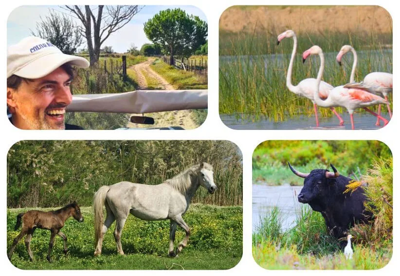 Camargue Safari – Ausflug mit Natur & Tieren in der Camargue