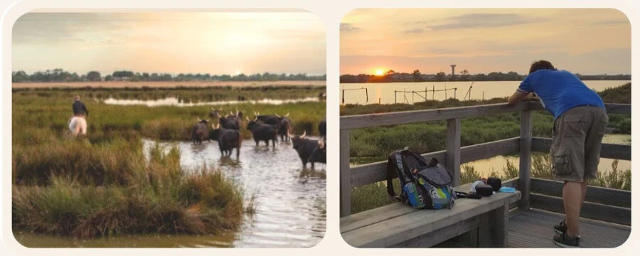 Abendstimmung in der Camargue