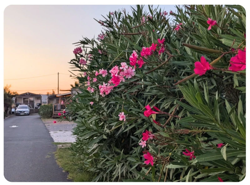 Viel Grün auf Stellplätzen auf Camping Sandaya Tamaris, Frontignan