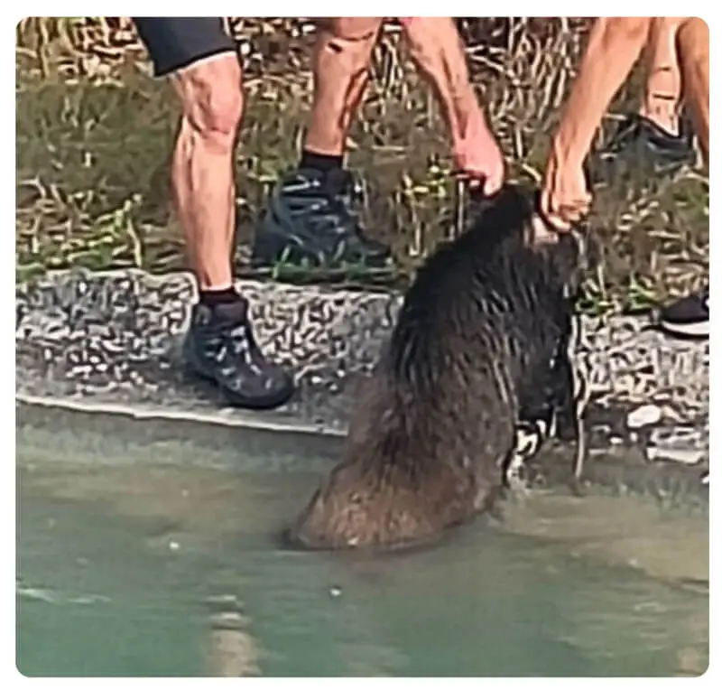 Wildschweinrettung am Kanal