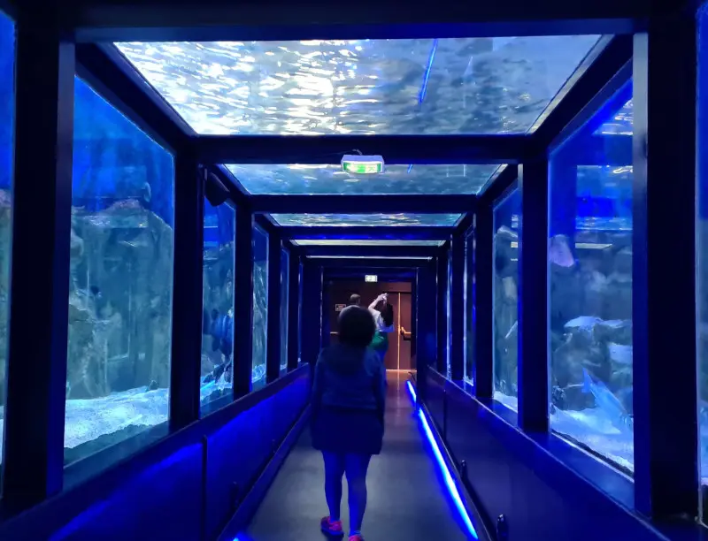 Faszinierender Haitunnel im Seaquarium Le Grau-du-Roi