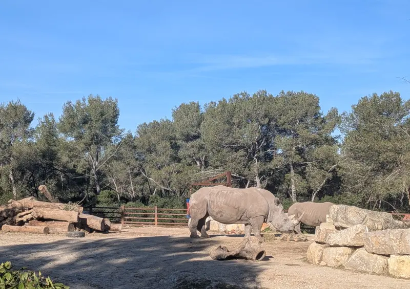Nashörner im Zoo